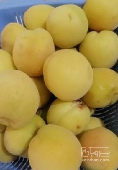 فروش زردآلو