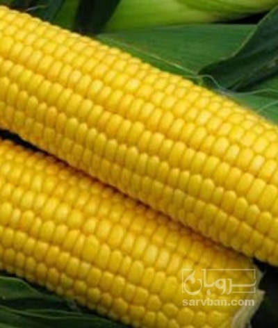 فروش ذرت