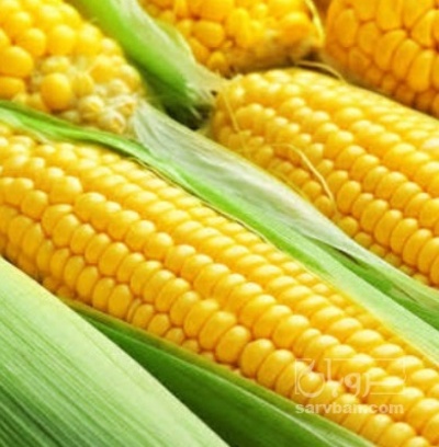 فروش ذرت