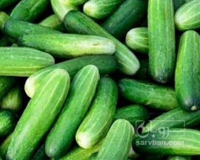 فروش خیار