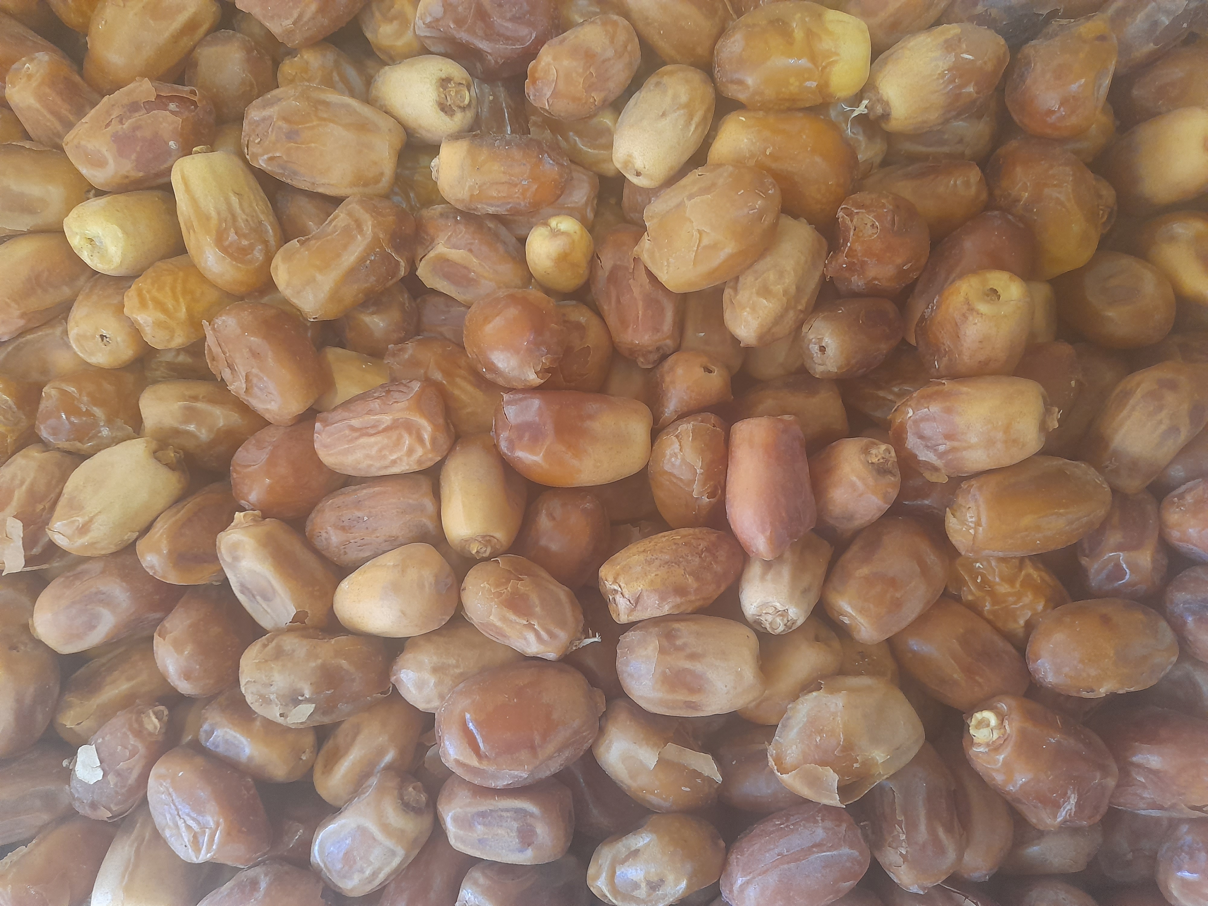 فروش خرما زاهدی