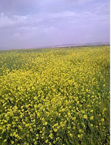 فروش کلزا