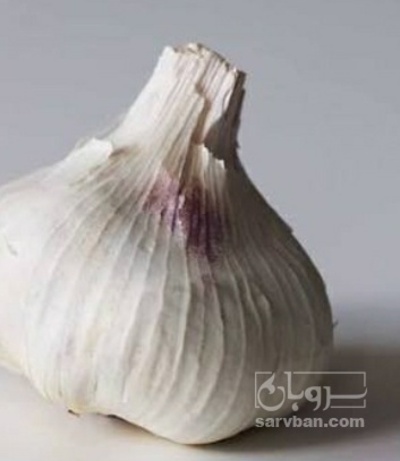فروش سیر