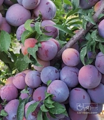 فروش آلو شابلون