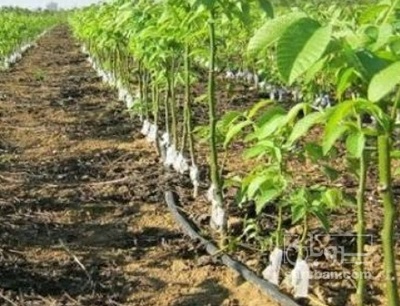 فروش نهال انار