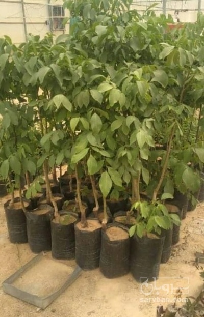 فروش نهال خرمالو