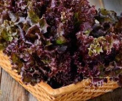 فروش کاهو فرانسوی قرمز