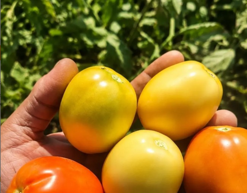 فروش گوجه فرنگی