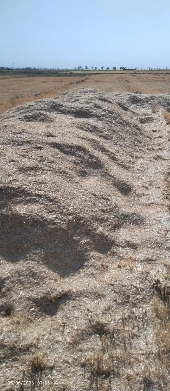 فروش کاه و کلش گندم