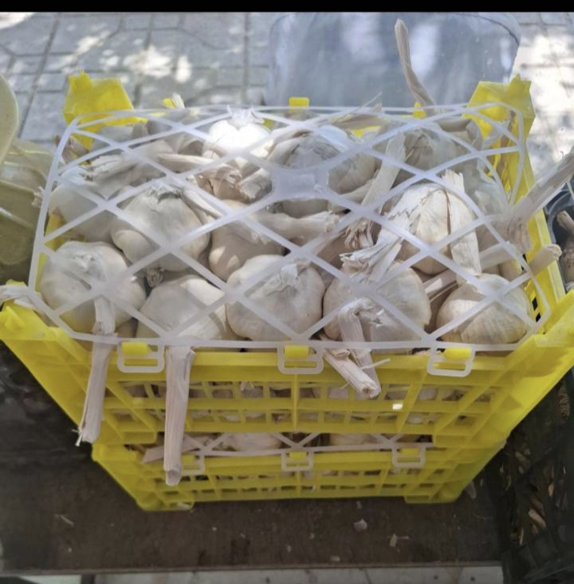فروش سیر