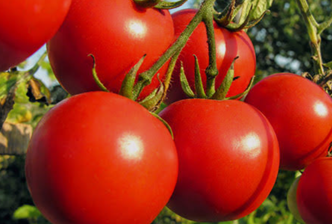 فروش گوجه فرنگی