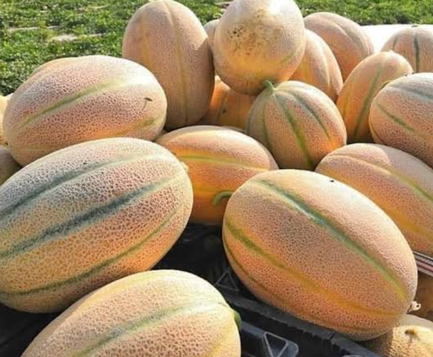 فروش طالبی جانا