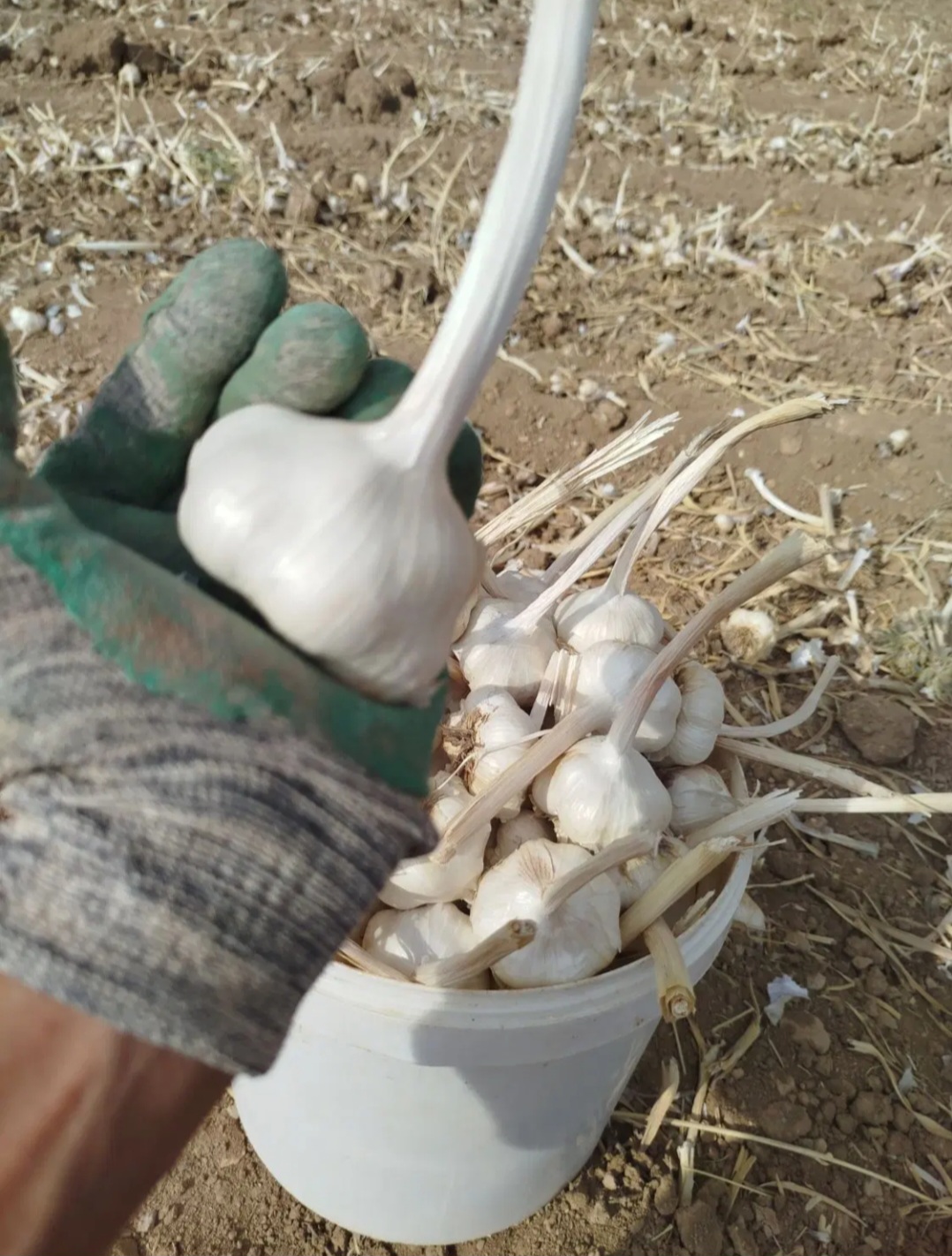فروش سیر