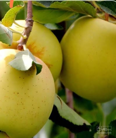 فروش سیب زرد