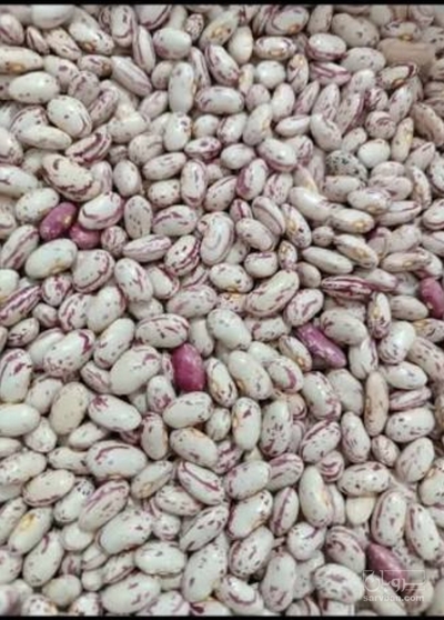 فروش لوبیا چیتی