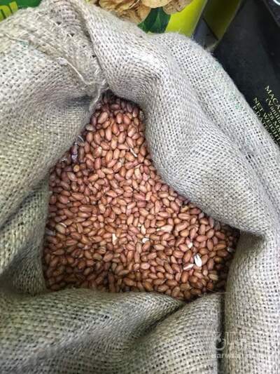 فروش بادام زمینی