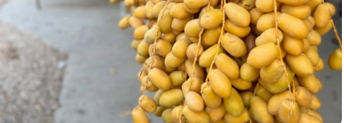 فروش خرما