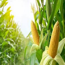 فروش ذرت علوفه ای