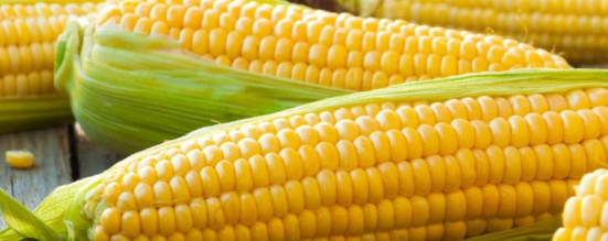 فروش ذرت دانه ای