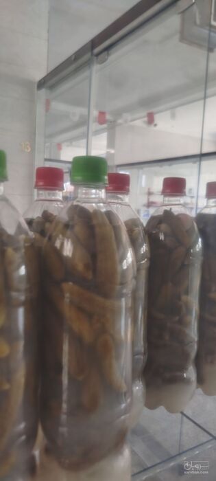 فروش خیار شور