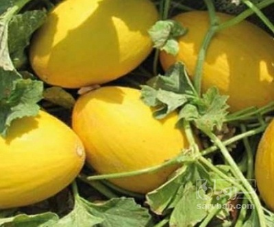 فروش خربزه شیرازی