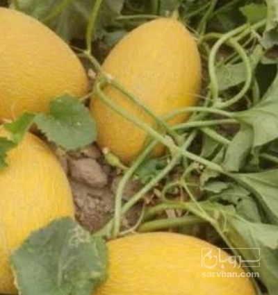 فروش راک
