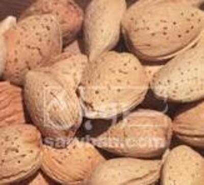 فروش بادام درختی