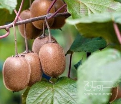 فروش کیوی