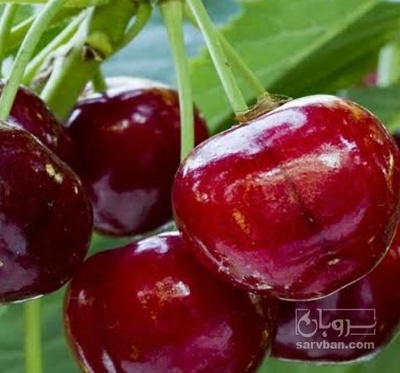 فروش گیلاس