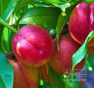 فروش شلیل