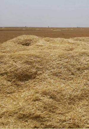 فروش کاه و کلش گندم