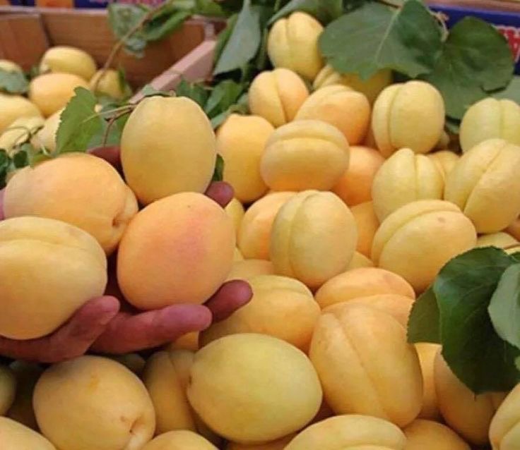 فروش زردآلو
