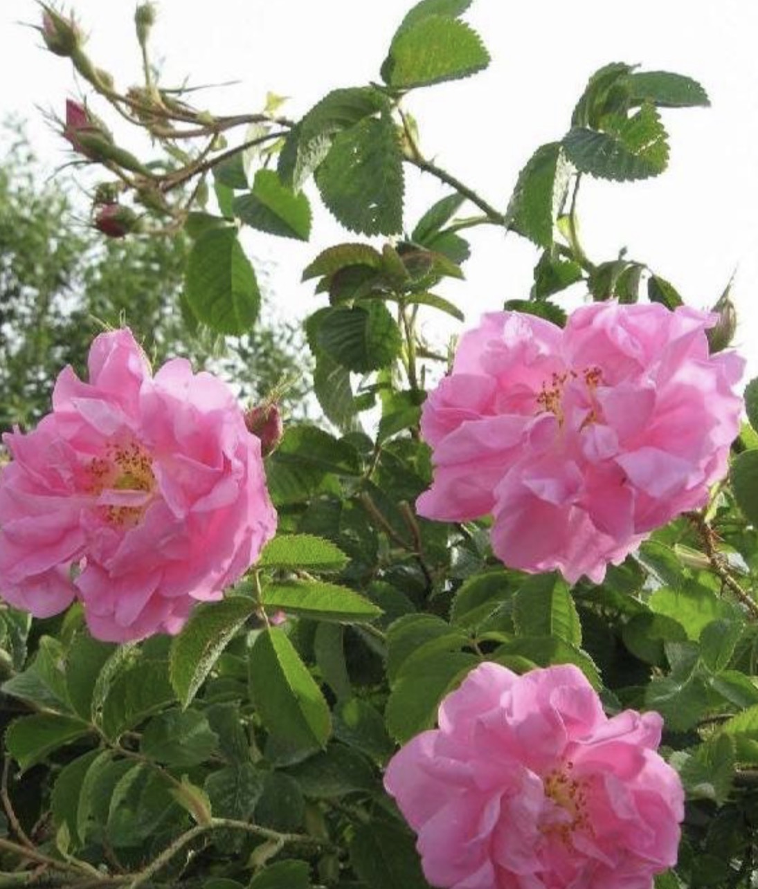 فروش گل محمدی (گیاه‌ دارویی)