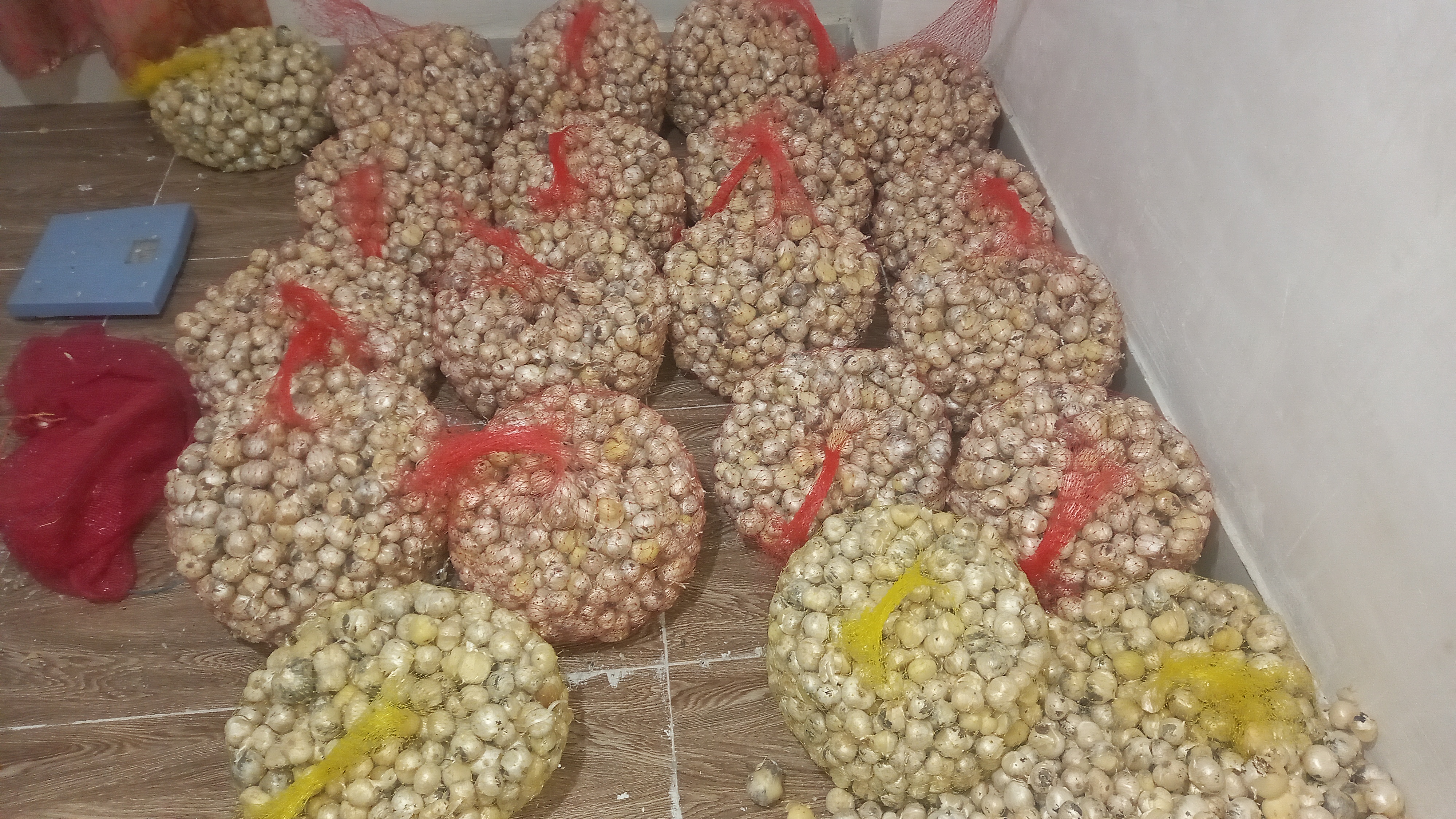 فروش موسیر