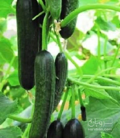 فروش خیار