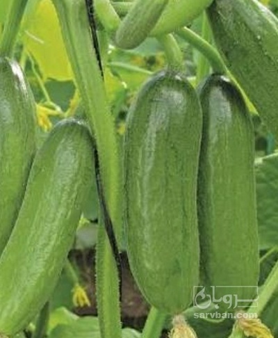 فروش خیار خیار شوری