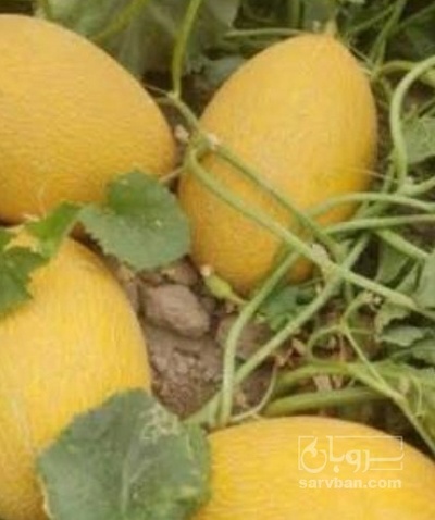 فروش راک