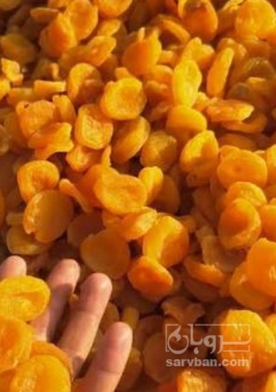 فروش برگه قیسی