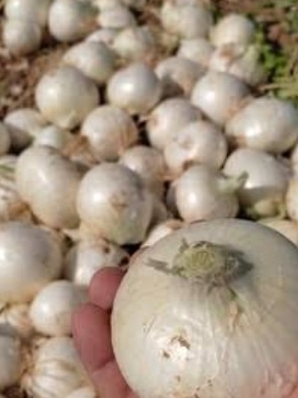 فروش پیاز سفید