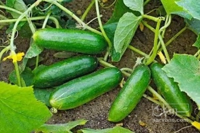 فروش خیار