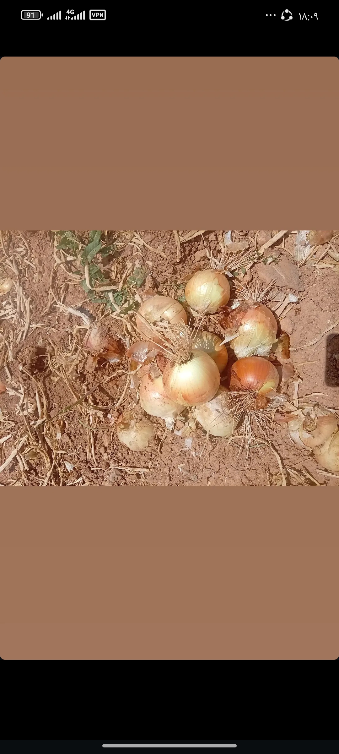 فروش پیاز