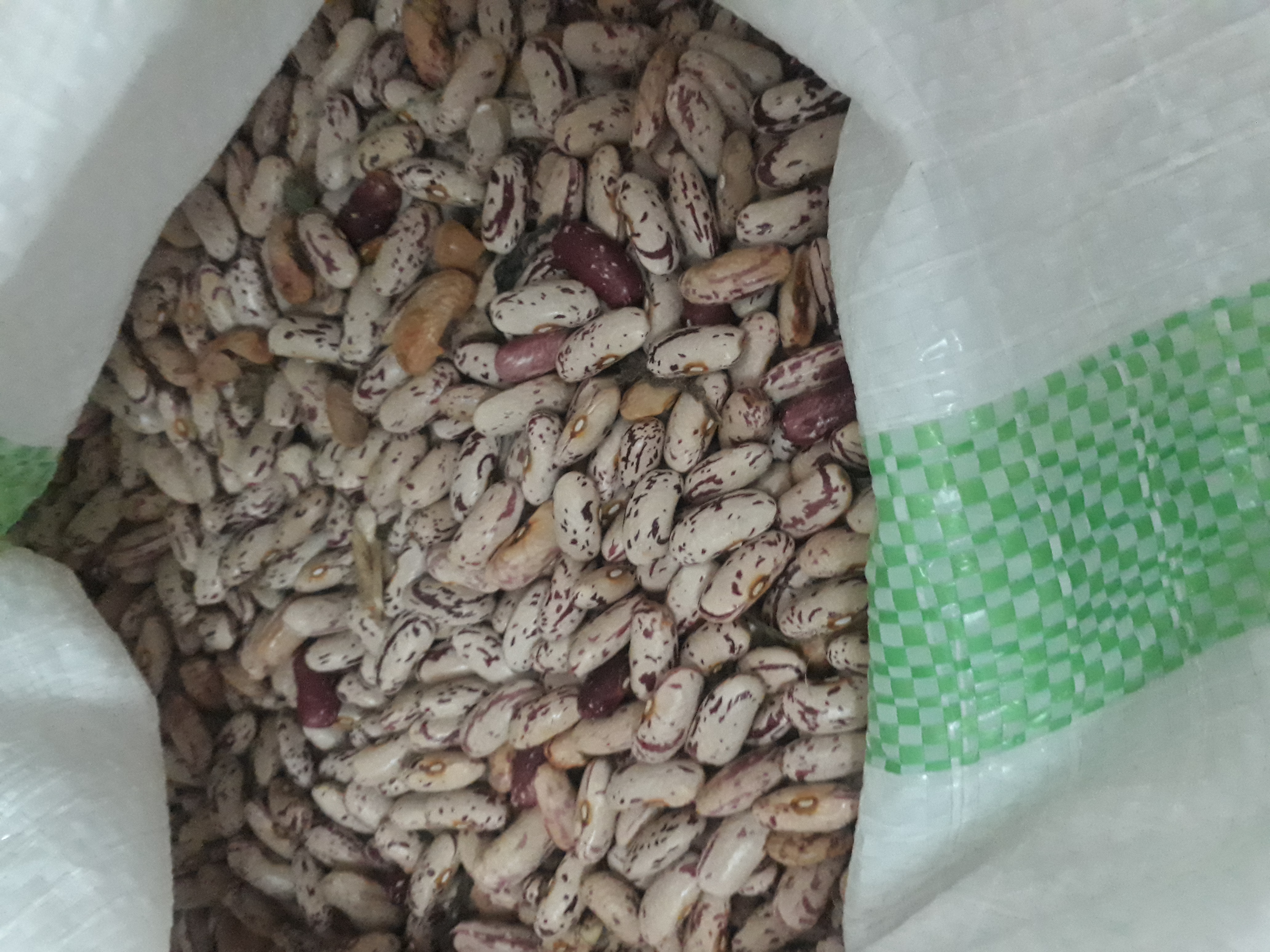 فروش لوبیا چیتی