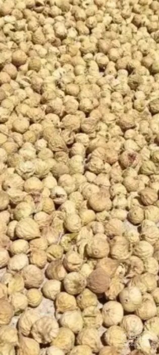 فروش انجیر