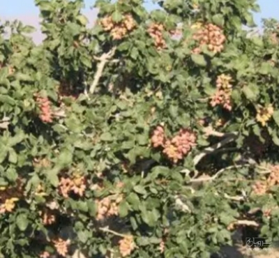 فروش پسته