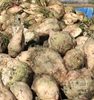 فروش چغندر قند