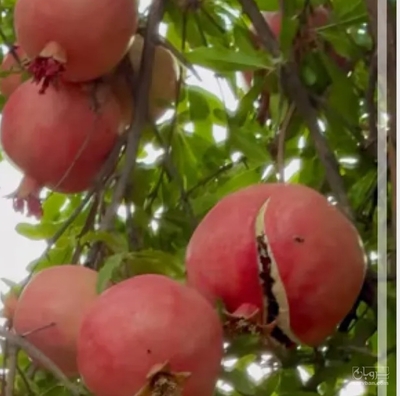فروش انار