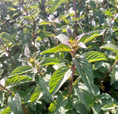 فروش نعناع