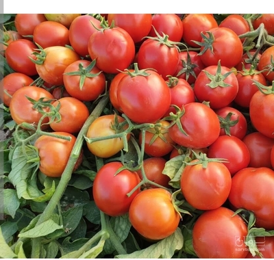 فروش گوجه فرنگی