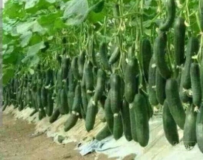 فروش خیار