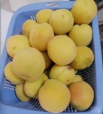 فروش زردآلو